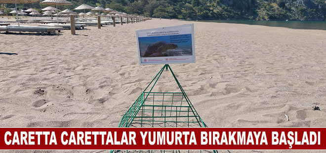 Muğla'da caretta carettalar İztuzu sahiline yumurta bırakmaya başladı