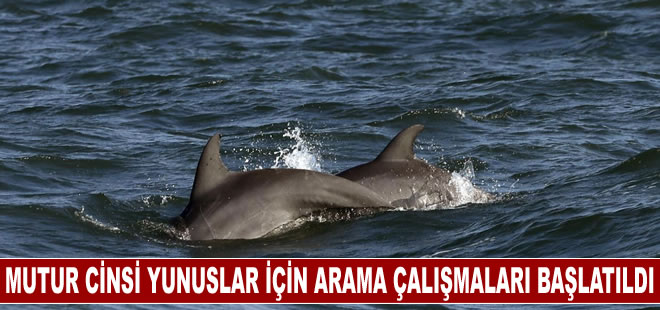 Meksika nesli tükenme tehlikesi altındaki yunuslar için arama çalışmaları başlattı