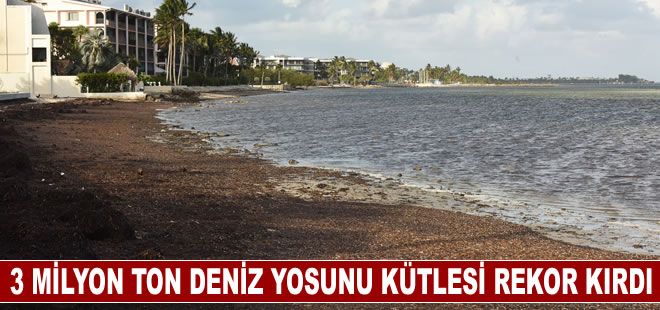 3 milyon ton deniz yosunu kütlesi rekor kırdı