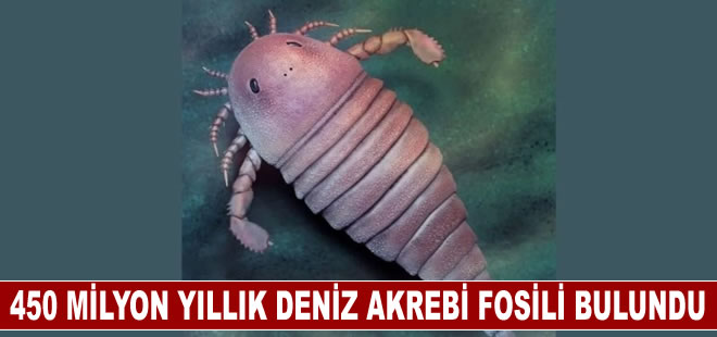 450 milyon yıllık deniz akrebi fosili bulundu