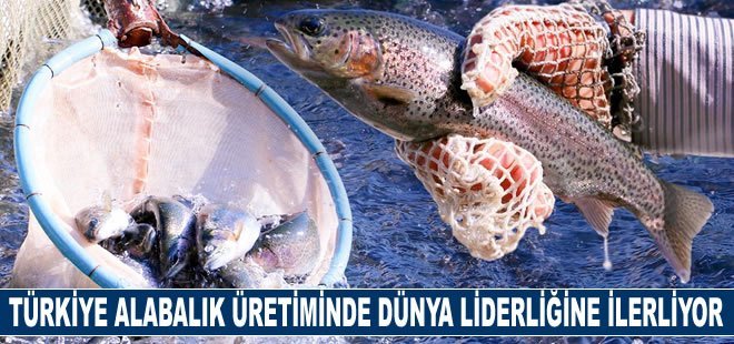 Türkiye alabalık üretiminde dünya liderliğine ilerliyor