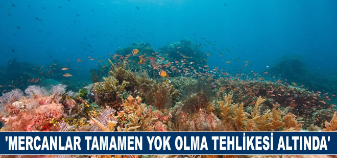 Dünya Biyolojik Çeşitlilik Günü: Mercanlar tamamen yok olma tehlikesi altında