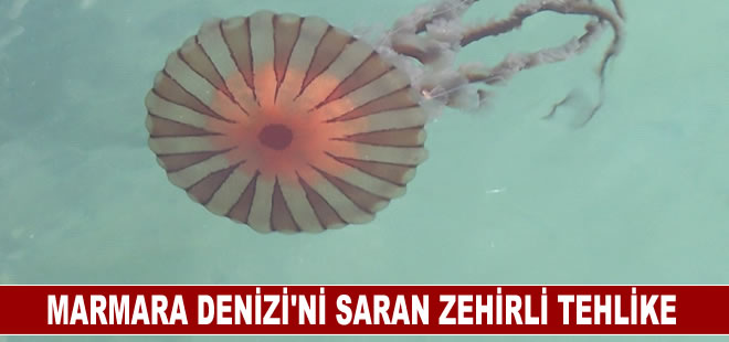 Marmara Denizi’ni saran zehirli deniz anası tehlikesi