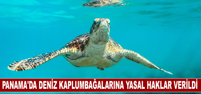 Panama'da deniz kaplumbağalarına yasal haklar verildi