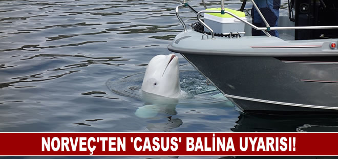 Norveç'ten teknelere temas ettiği için yaralanan “casus” balinaya yaklaşılmaması uyarısı