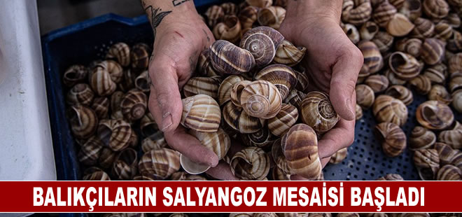 Balık avı yasağı döneminde salyangoza yönelen balıkçıların mesaisi başladı