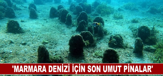 "Marmara Denizi için son umut pinalar"