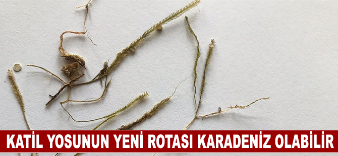 "Katil yosun"un yeni rotası Karadeniz olabilir