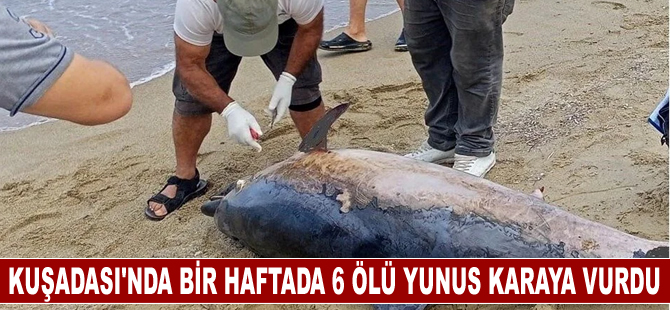 Kuşadası'nda son bir haftada 6 ölü yunus karaya vurdu