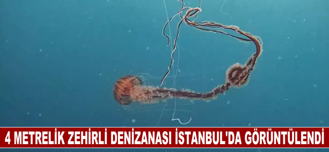 4 metrelik zehirli denizanası İstanbul’da böyle görüntülendi!