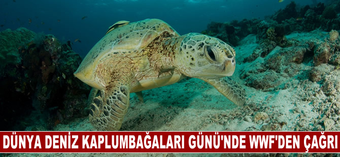 Dünya Deniz Kaplumbağaları Günü'nde WMF’den çağrı