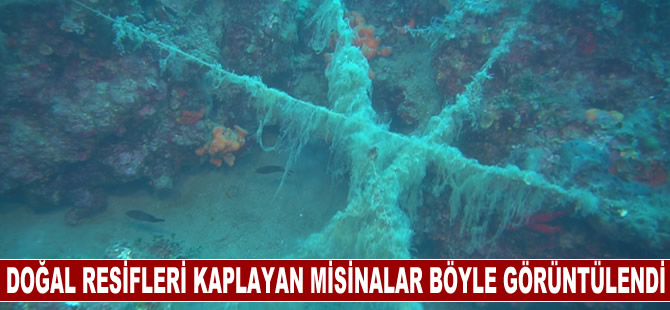 Doğal resifleri kaplayıp deniz canlılarını tehdit eden misinalar görüntülendi