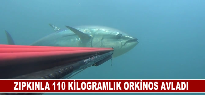 Çanakkaleli dalgıç, zıpkınla 110 kilogramlık orkinos avladı