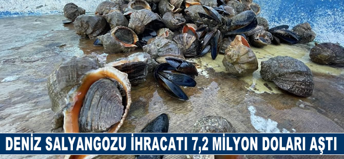 Türkiye'nin deniz salyangozu ihracatı 7,2 milyon doları aştı