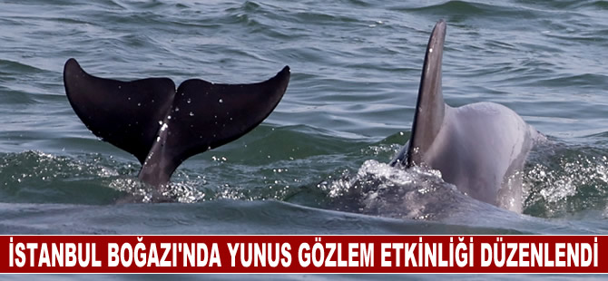 İstanbul Boğazı'nda yunus gözlem etkinliği düzenlendi