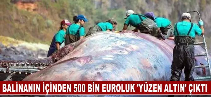 Kıyıya vuran balinanın içinden 500 bin euroluk "yüzen altın" çıktı