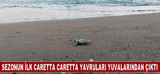 Sezonun ilk caretta caretta yavruları yuvalarından çıktı