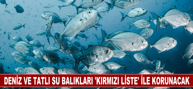 Türkiye'nin deniz ve tatlı su balıkları "kırmızı liste" ile korunacak