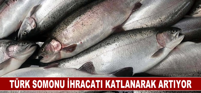 Türk somonu ihracatı katlanarak artıyor