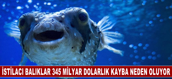 İstilacı balık türleri dünyada 345 milyar dolarlık kayba neden oluyor