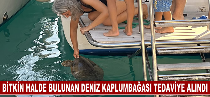 Antalya'da bitkin halde bulunan deniz kaplumbağası tedaviye alındı