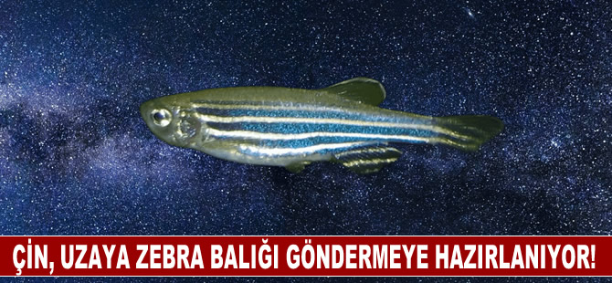 Çin, uzaya zebra balığı göndermeye hazırlanıyor!