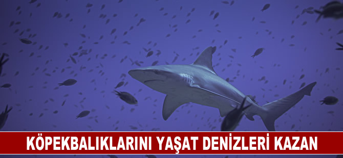 Köpekbalıklarını Yaşat Denizleri Kazan