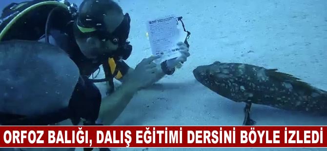 Antalya'da dalış eğitmeninin dersini orfoz balığının da izlemesi böyle görüntülendi