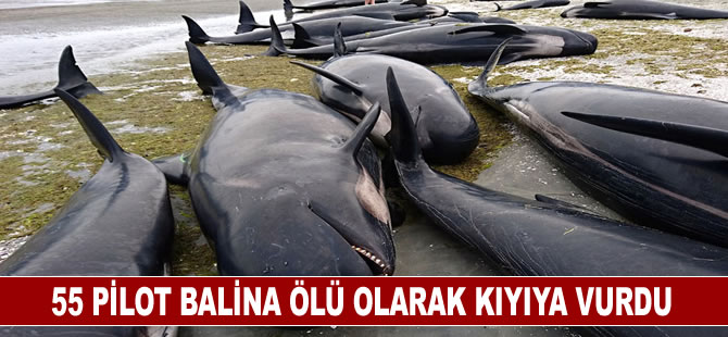 İskoçya'nın batısında kıyıya vuran 55 pilot balina öldü