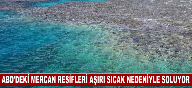 ABD'deki mercan resiflerinin renkleri, aşırı sıcak nedeniyle daha erken soluyor