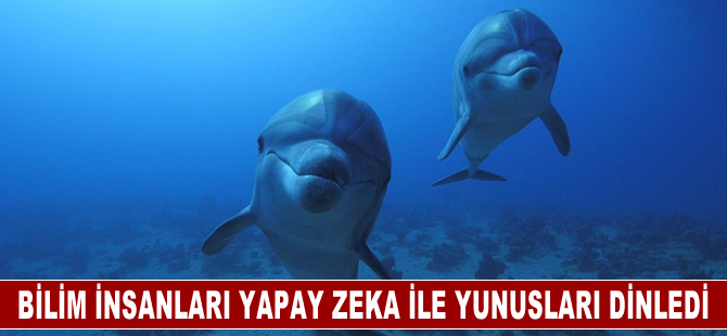 Bilim insanları yapay zeka teknolojisi sayesinde yunusları dinledi