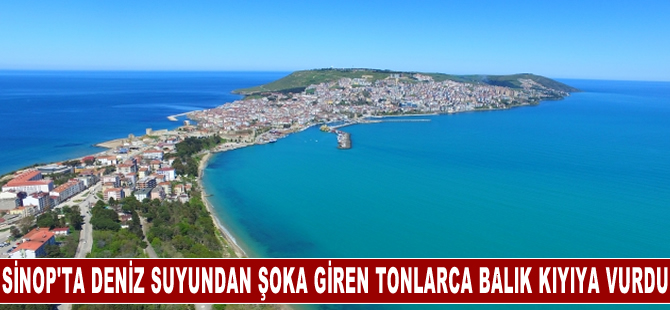 Sinop'ta deniz suyunun ani soğumasıyla şoka giren tonlarca balık kıyıya vurdu