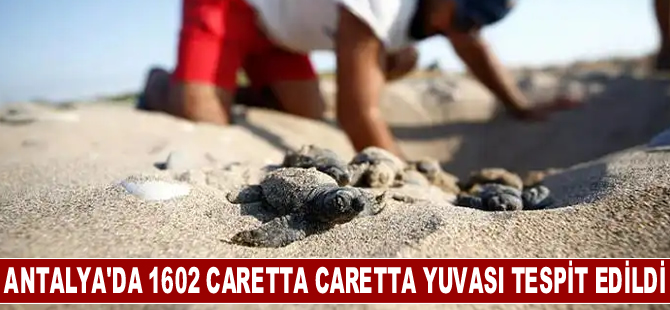 Belek'te 2 bin, Kızılot'ta 1600 caretta caretta yuvası tespit edildi