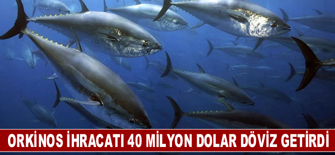 Orkinos ihracatı yılın ilk yarısında 40 milyon dolar döviz getirdi