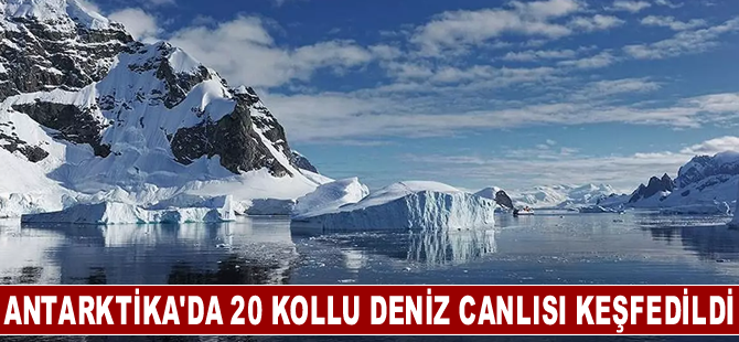 Antarktika'da 20 kollu "çilek benzeri" şekle sahip deniz canlısı keşfedildi