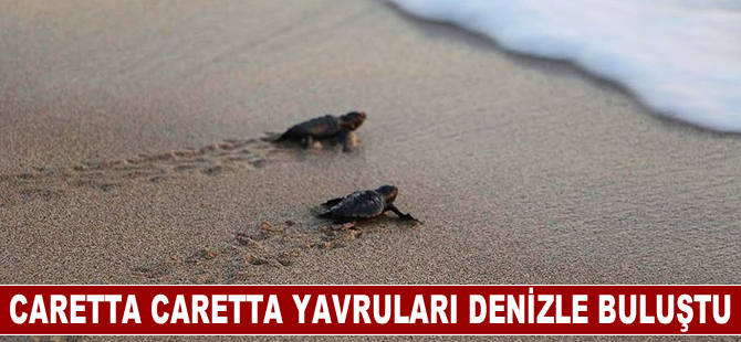 Caretta caretta yavruları denizle buluştu