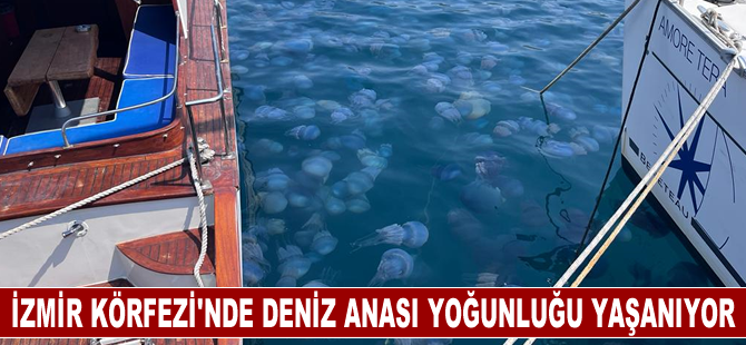 İzmir Körfezi'nde deniz anası yoğunluğu yaşanıyor