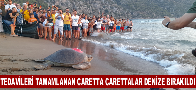 Tedavileri tamamlanan caretta carettalar denize bırakıldı