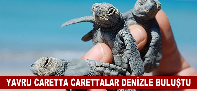 Çıralı'da 5 bin 300'ü aşkın yavru caretta caretta denizle buluştu