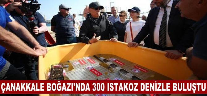 Çanakkale Boğazı'nda 300 yavru ıstakoz denizle buluştu