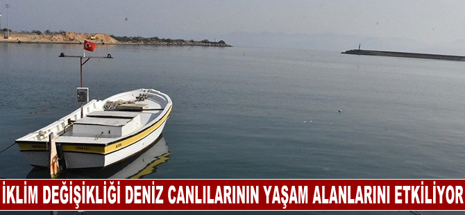 İklim değişikliği nedeniyle deniz canlıları yaşam alanlarını değiştiriyor