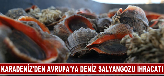 Karadeniz’den Avrupa’ya deniz salyangozu ihracatı