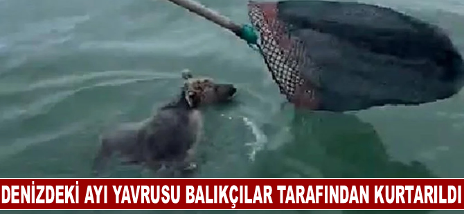 Denizdeki ayı yavrusu balıkçılar tarafından kurtarıldı