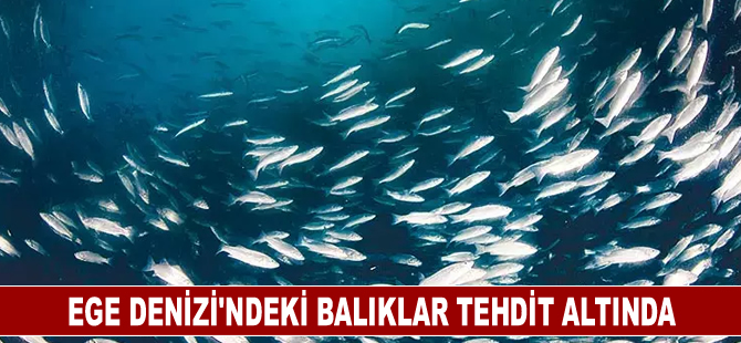 Ege Denizi'ndeki balıklar tehdit altında