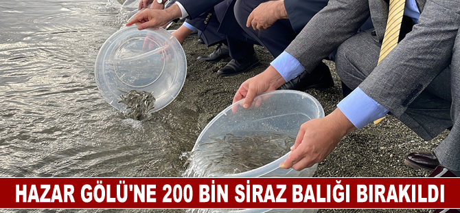 Hazar Gölü'ne 200 bin siraz balığı yavrusu bırakıldı