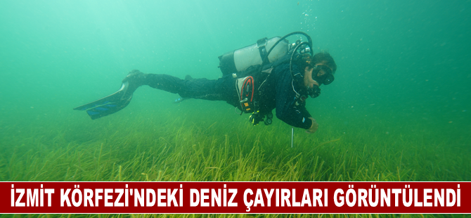 İzmit Körfezi'ndeki deniz çayırları görüntülendi