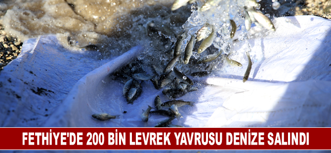 Fethiye'de 200 bin levrek yavrusu denize salındı