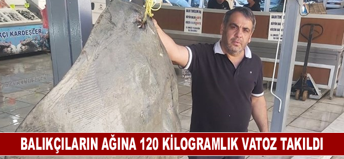 Muğla'da balıkçıların ağına 120 kilogramlık vatoz takıldı