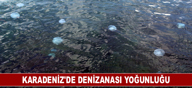 Karadeniz'de denizanası yoğunluğu