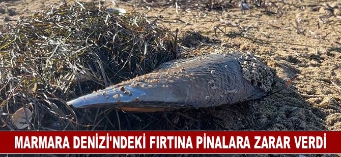 Marmara Denizi'ndeki fırtına pinalara da zarar verdi